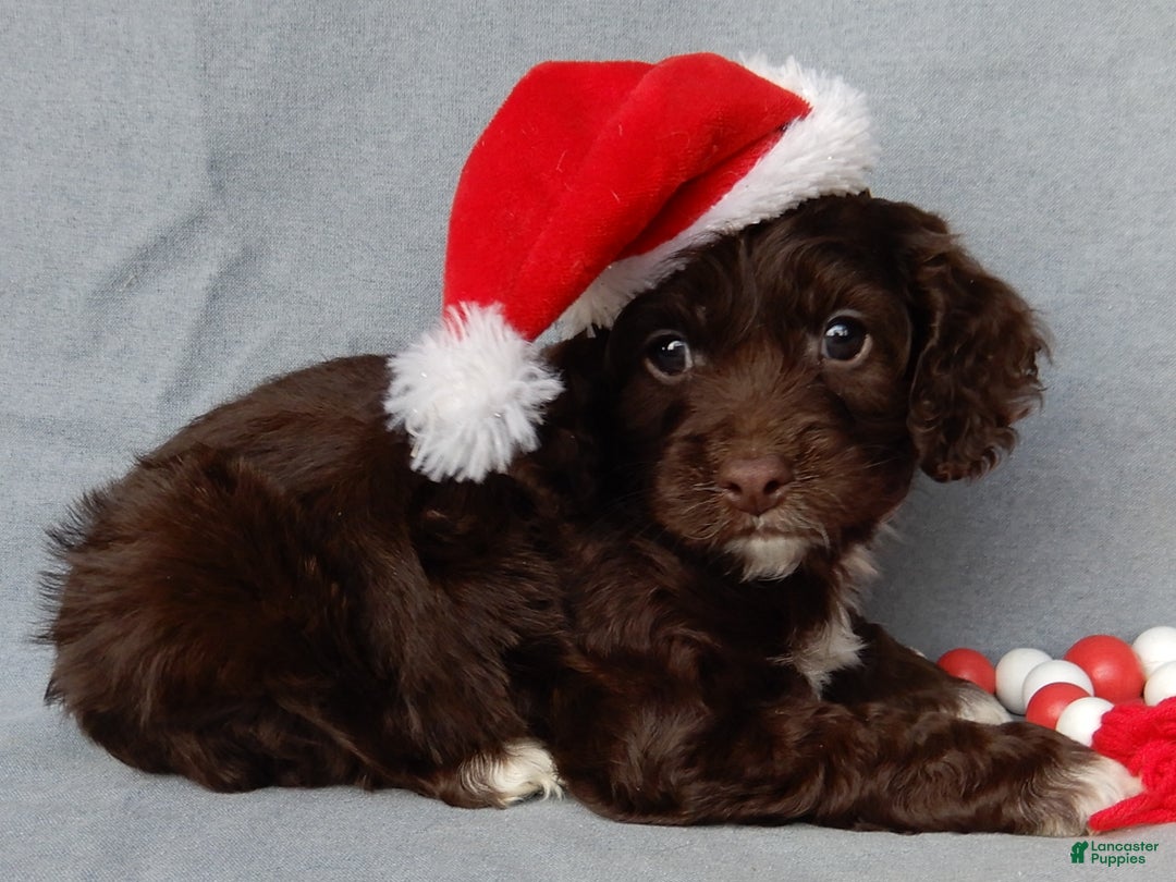 Cockapoo dogs for sale: Lucky - Ad 2