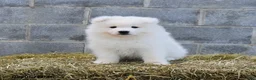 Samoyed dogs for sale: Frost  - Ad 1