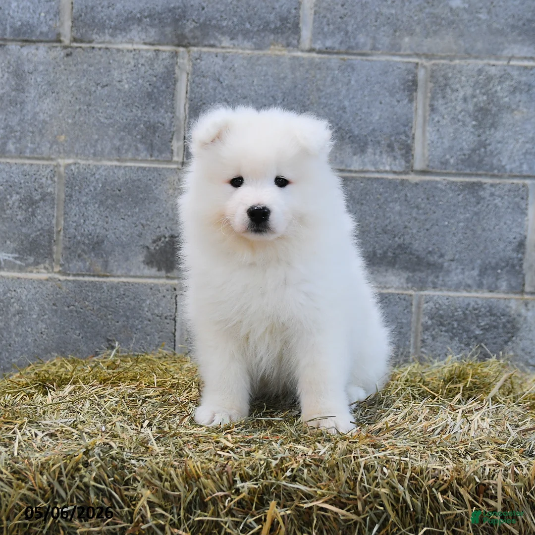 Samoyed dogs for sale: Frost  - Ad 1