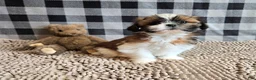 Shih Tzu dogs for sale: Mac - Ad 1