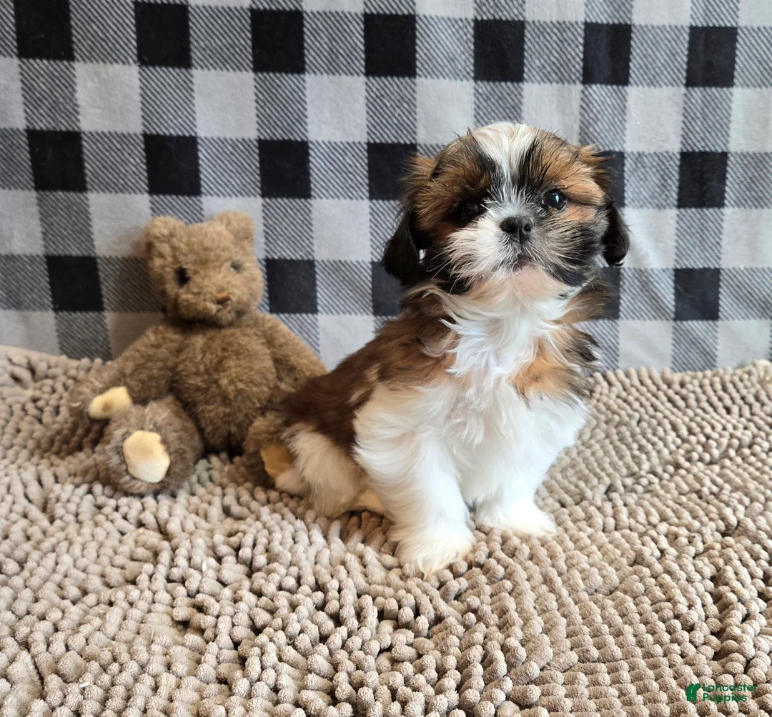 Shih Tzu dogs for sale: Mac - Ad 1