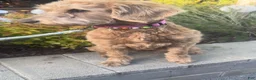 Labradoodle dogs for sale: Latte  - Ad 4