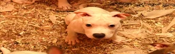 Mixed Breed dogs for sale: Mixed Breed 1 - Ad 6