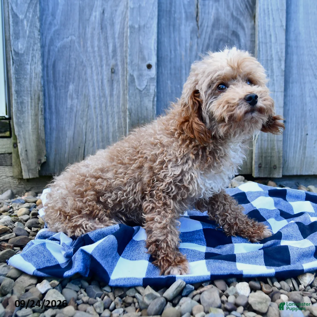 Toy Poodle dogs for sale: Bentley - Ad 3