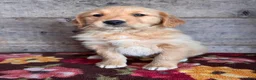 Golden Retriever dogs for sale: Golden Retriever Puppy 2 - Ad 7