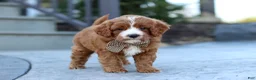 Cavapoo dogs for sale: Kobe - Ad 3