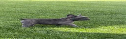 French Bulldog dogs for sale: Jax - Ad 5