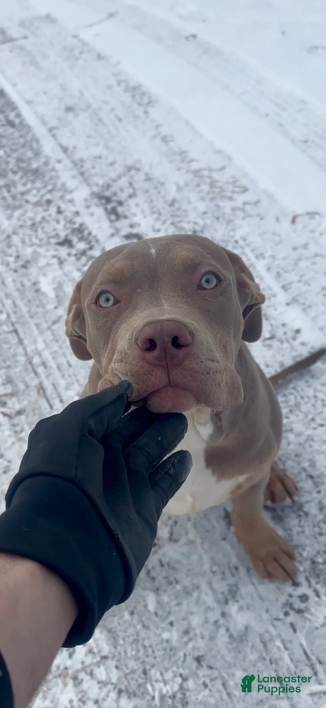 American Bully dogs for sale: Sebastian  - Ad 5