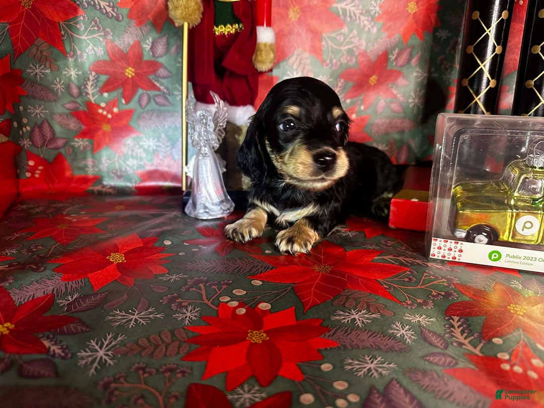 Miniature Dachshund dogs for sale: Kody - Ad 2