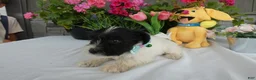 Miniature Schnauzer dogs for sale: Miniature Schnauzer 5 Wanda - Ad 2