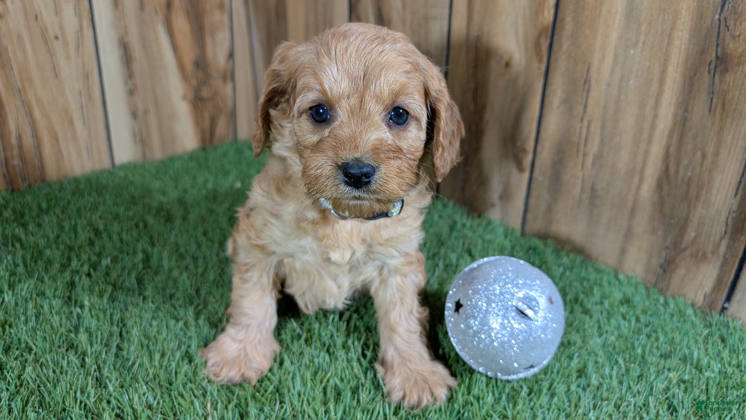 Cavapoo dogs for sale: Milly Girl 2 - Ad 2