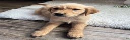 Golden Retriever dogs for sale: Remi - Ad 2