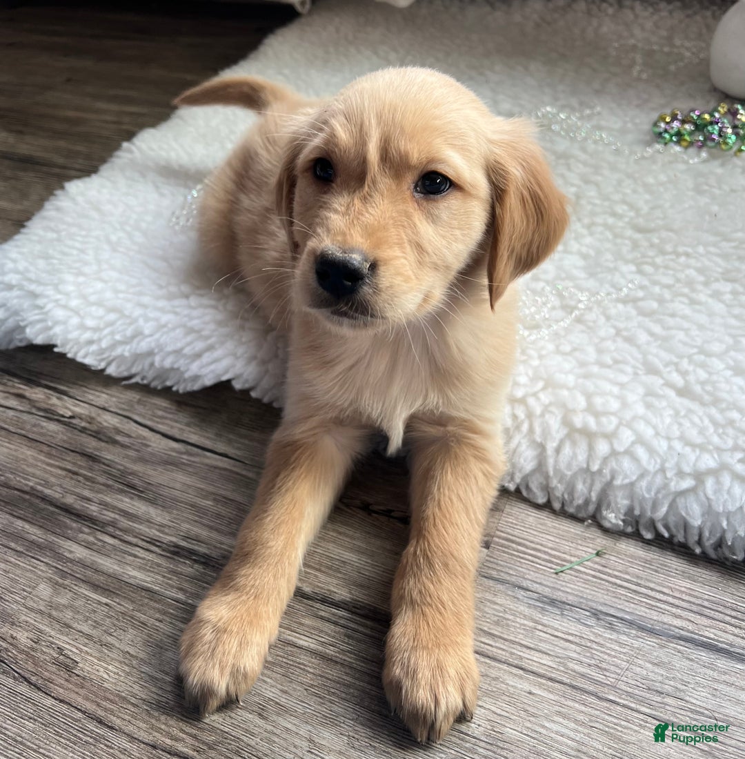 Golden Retriever dogs for sale: Remi - Ad 2