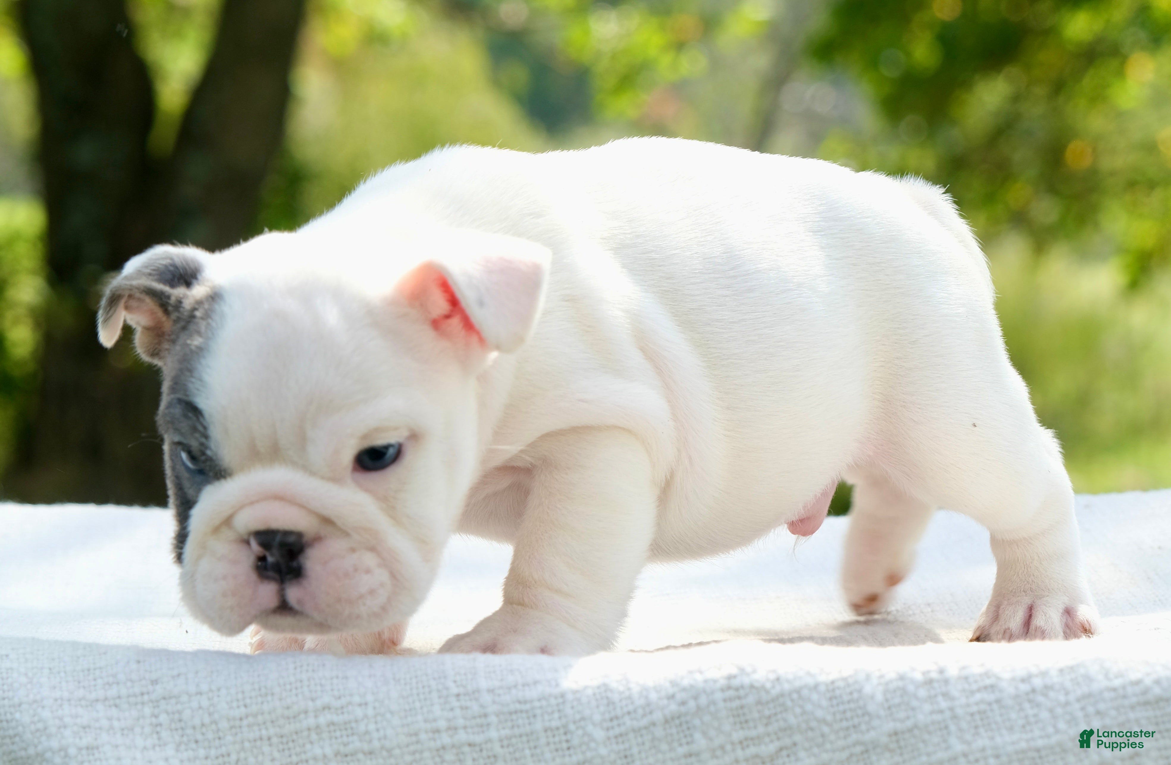 English Bulldog dogs Leo - Ad 1