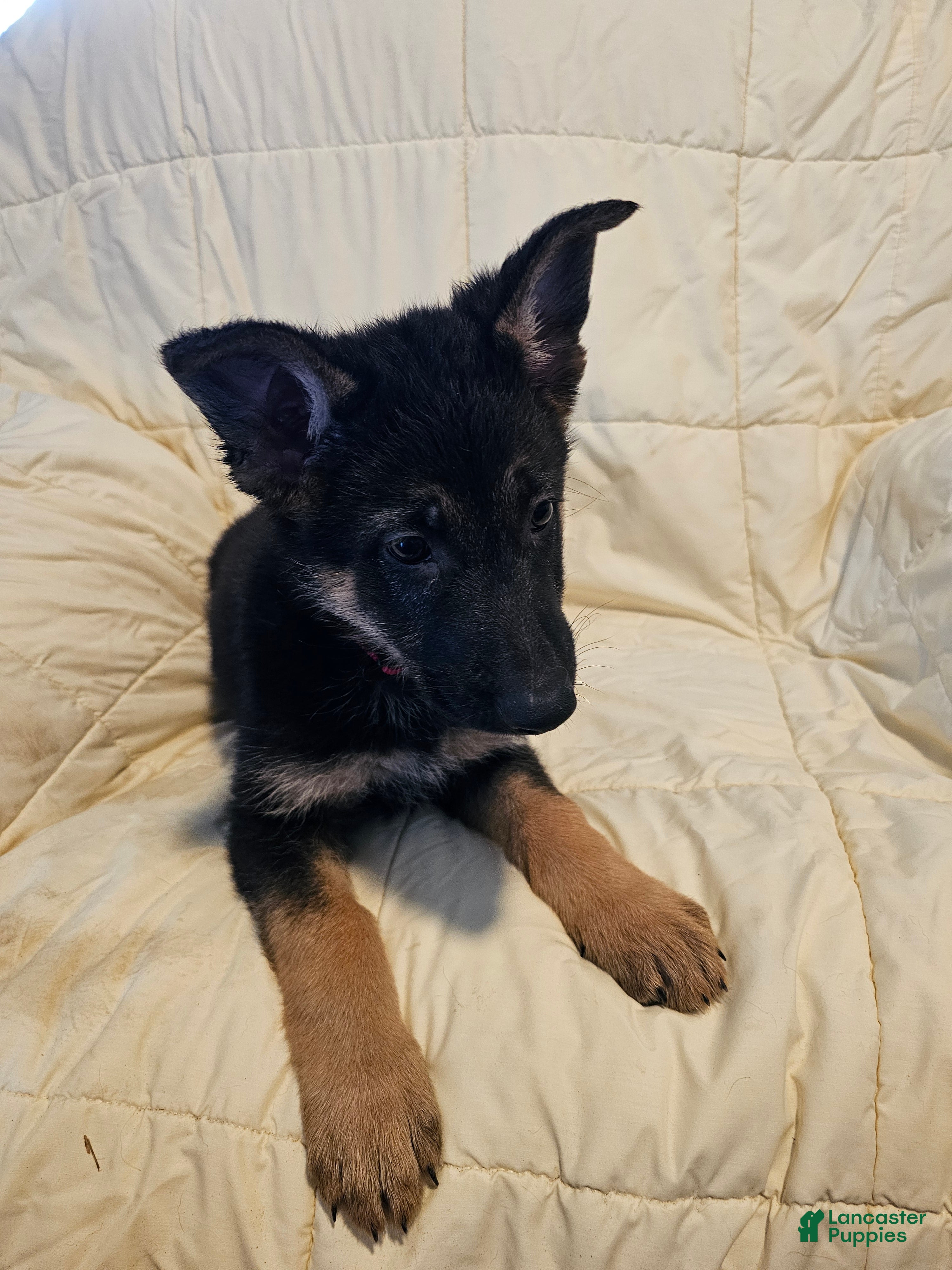 German Shepherd dogs for sale: Red Collar - Ad 19