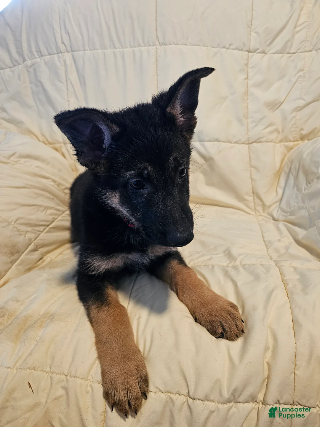 German Shepherd dogs for sale: Red Collar - Ad 1