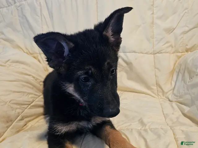 German Shepherd dogs for sale: Red Collar - Ad 19
