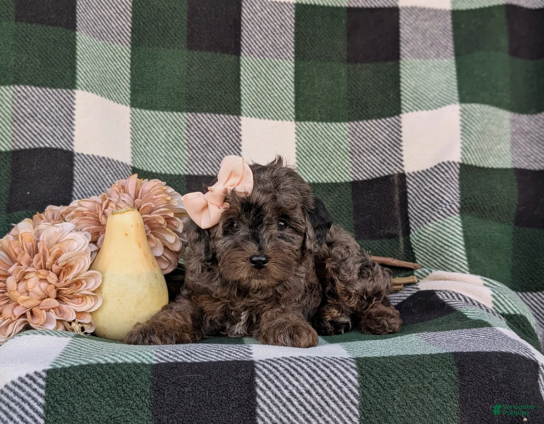 Cockapoo dogs for sale: Jewel Hypoallergenic - Ad 5
