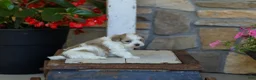 Havanese dogs for sale: AKC Cody - Ad 7