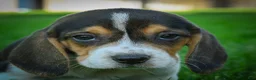 Beagle dogs for sale: Nova - Ad 1