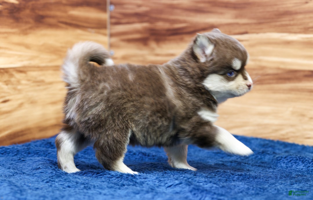 Pomsky dogs for sale: Cinnamon - Ad 3