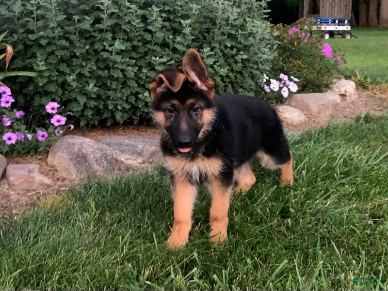 German Shepherd dogs Britt - Ad 2