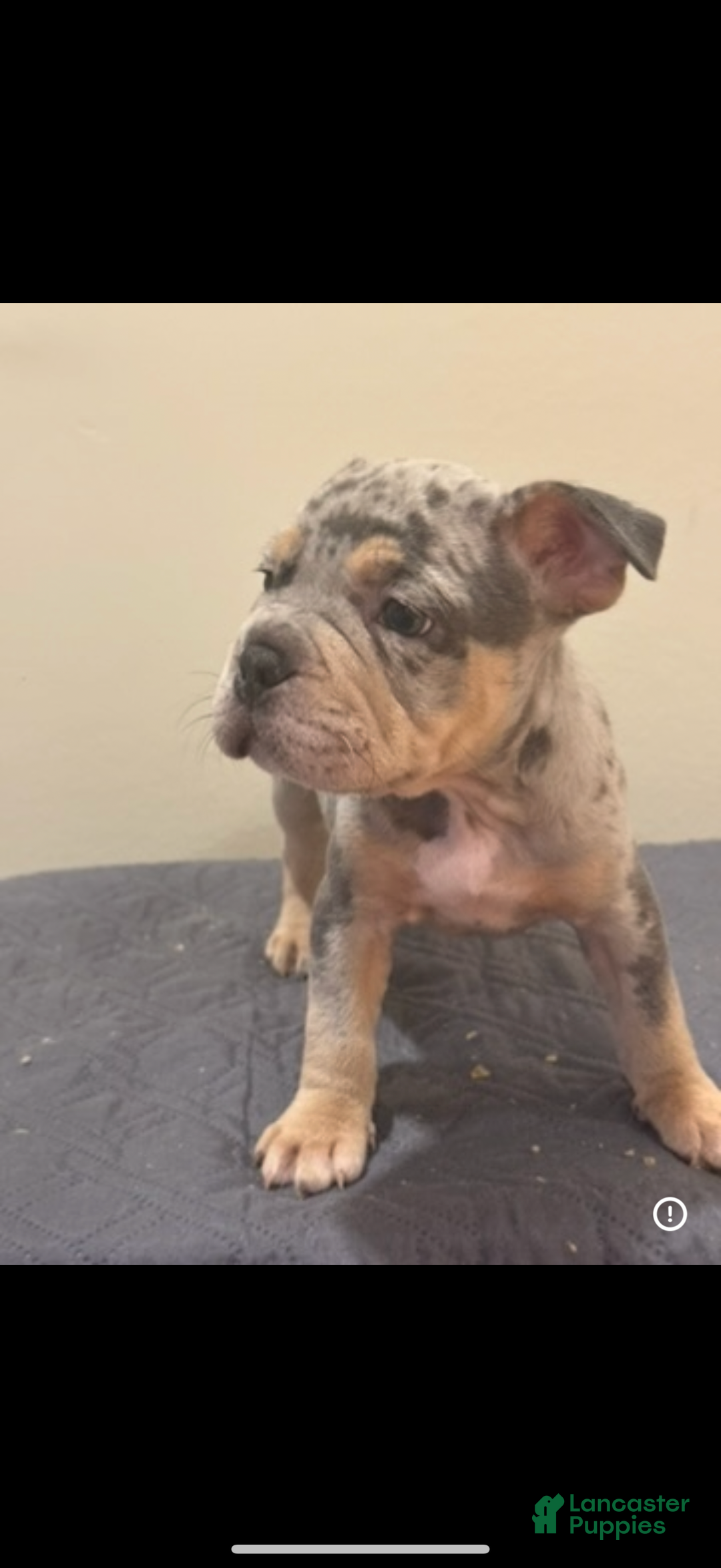 Mixed Breed dogs for sale: Mixed Breed Puppy 1 - Ad 2