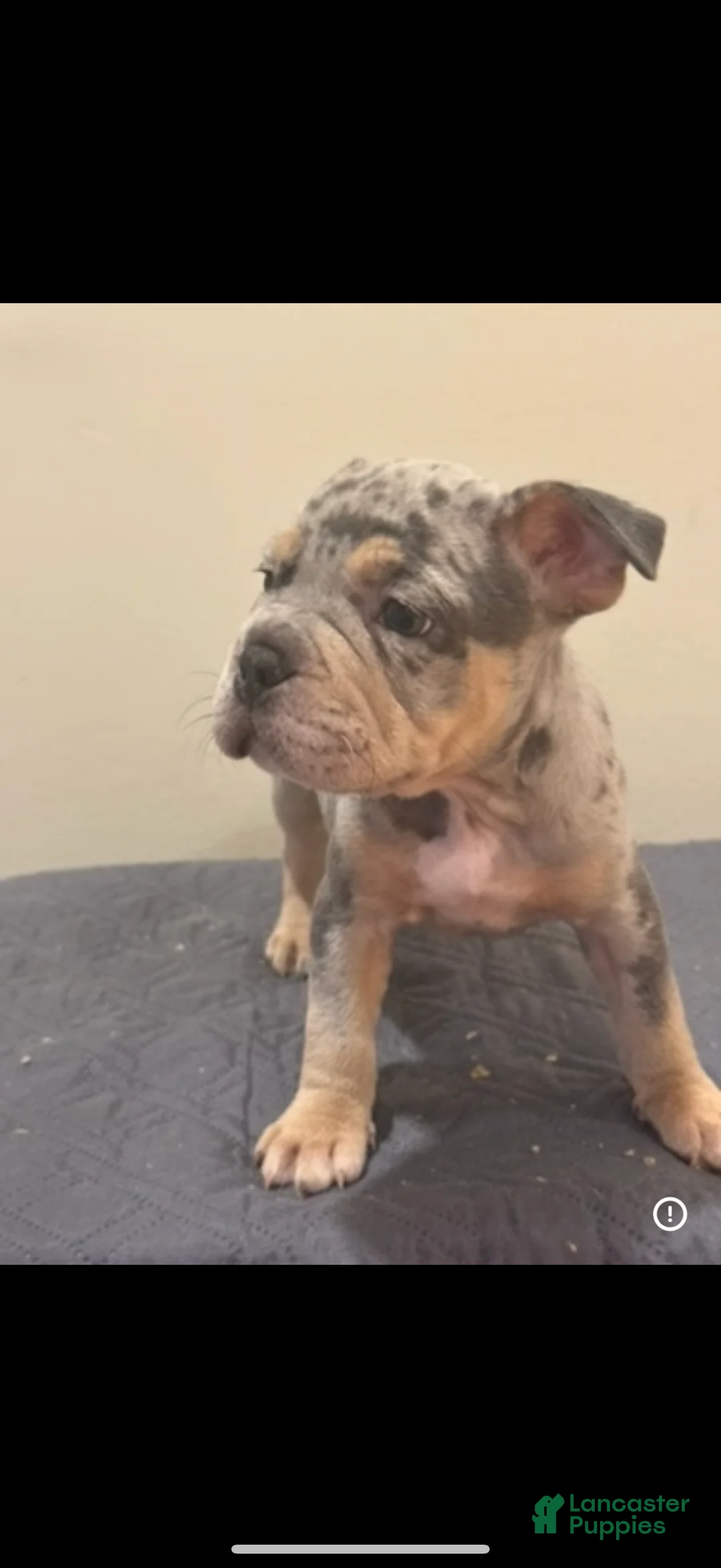 Mixed Breed dogs for sale: Mixed Breed Puppy 1 - Ad 2