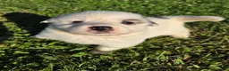 Great Pyrenees dogs for sale: James - Ad 15