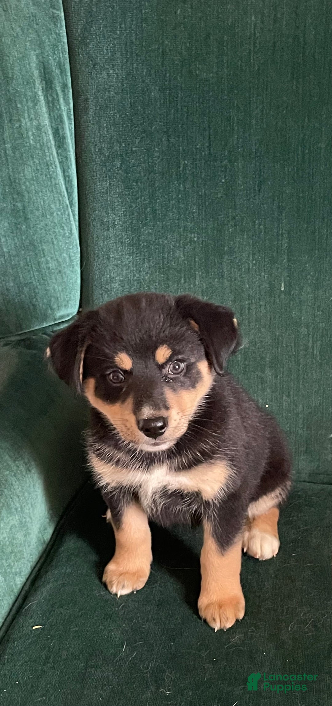 Mixed Breed dogs for sale: Victra - Ad 1