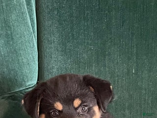 Mixed Breed dogs Victra - Ad 21