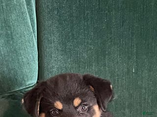 Mixed Breed dogs Victra - Ad 36