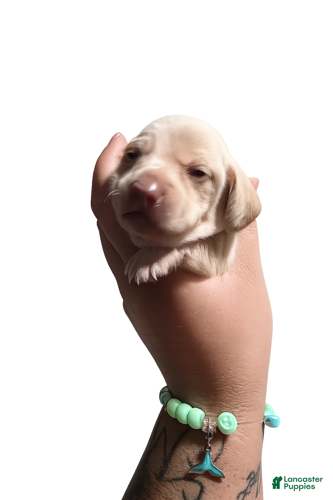Miniature Dachshund dogs for sale: Miniature Dachshund Puppy 2 - Ad 2
