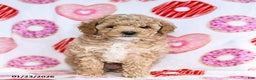 Toy Poodle dogs for sale: Jinx - Ad 3