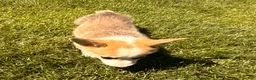 Welsh Corgi Pembroke dogs for sale: Floyd - Ad 21