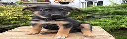 German Shepherd dogs for sale: Darcy - Ad 1