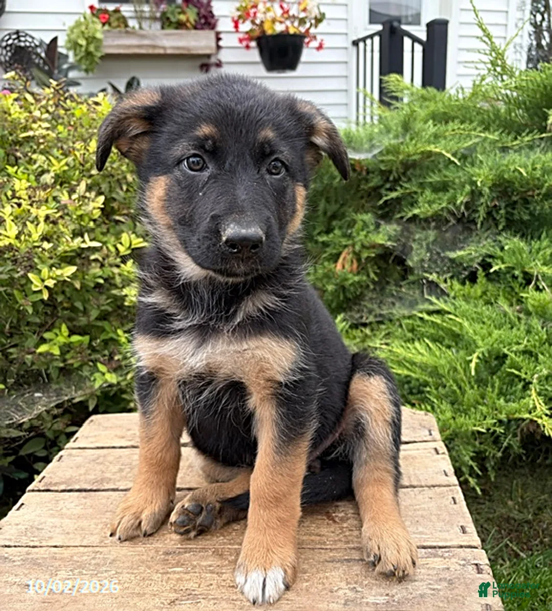 German Shepherd dogs for sale: Darcy - Ad 1