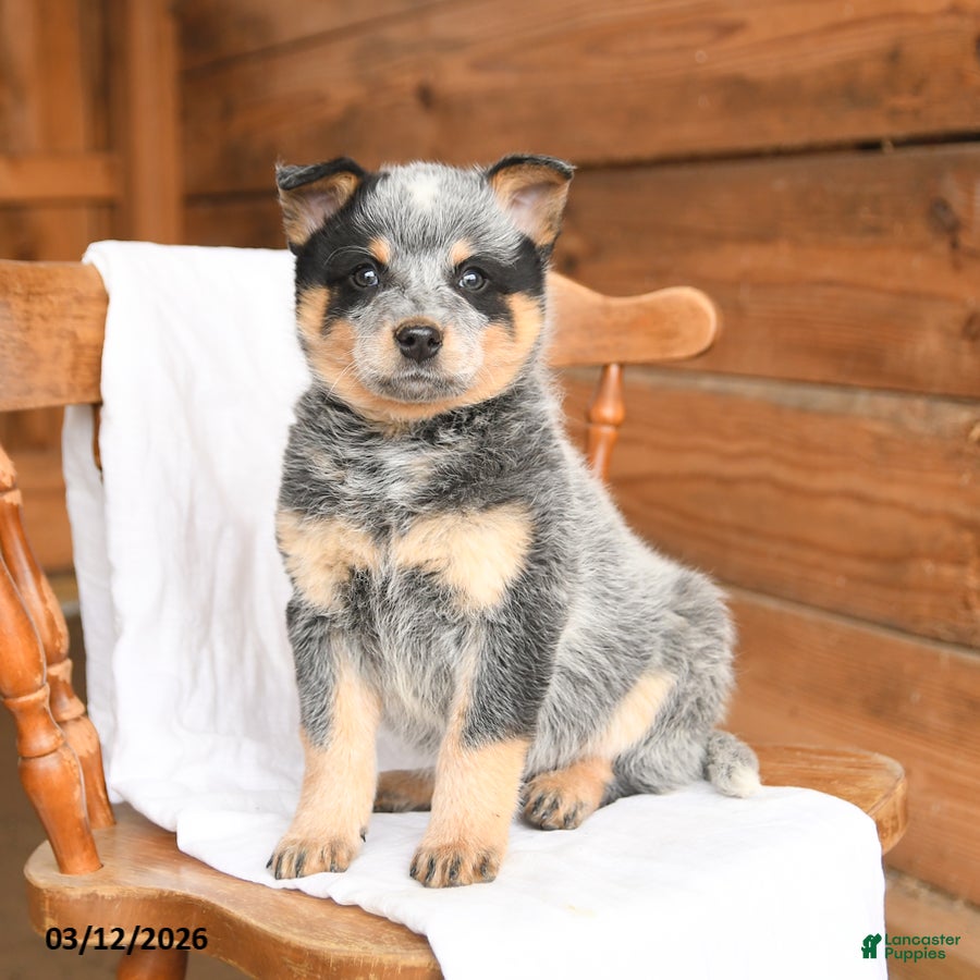 Australian Cattle Dog dogs Handsome - Ad 1