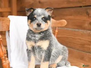 Australian Cattle Dog dogs for sale: Handsome - Ad 4