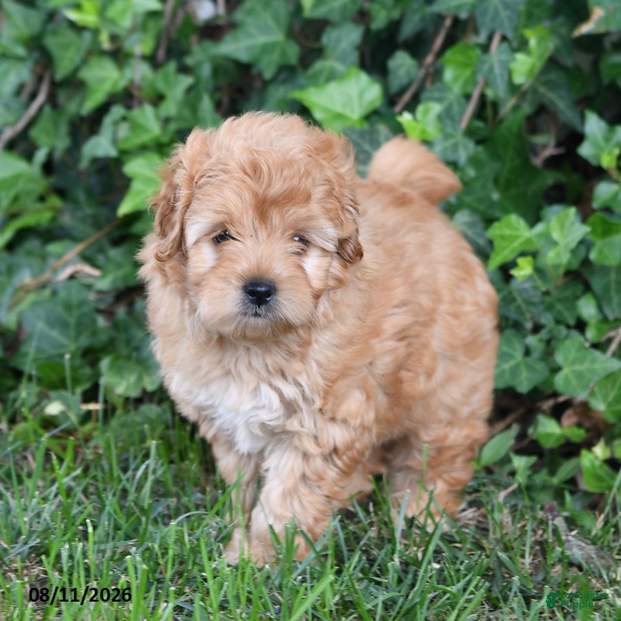 Mixed Breed dogs Shiloh - Ad 2
