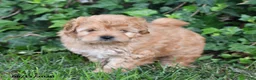 Mixed Breed dogs for sale: Shiloh - Ad 2