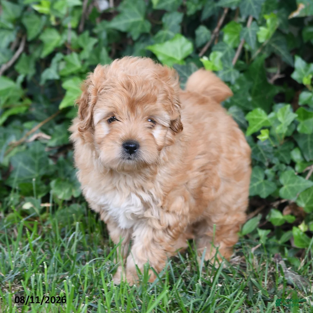 Mixed Breed dogs for sale: Shiloh - Ad 2