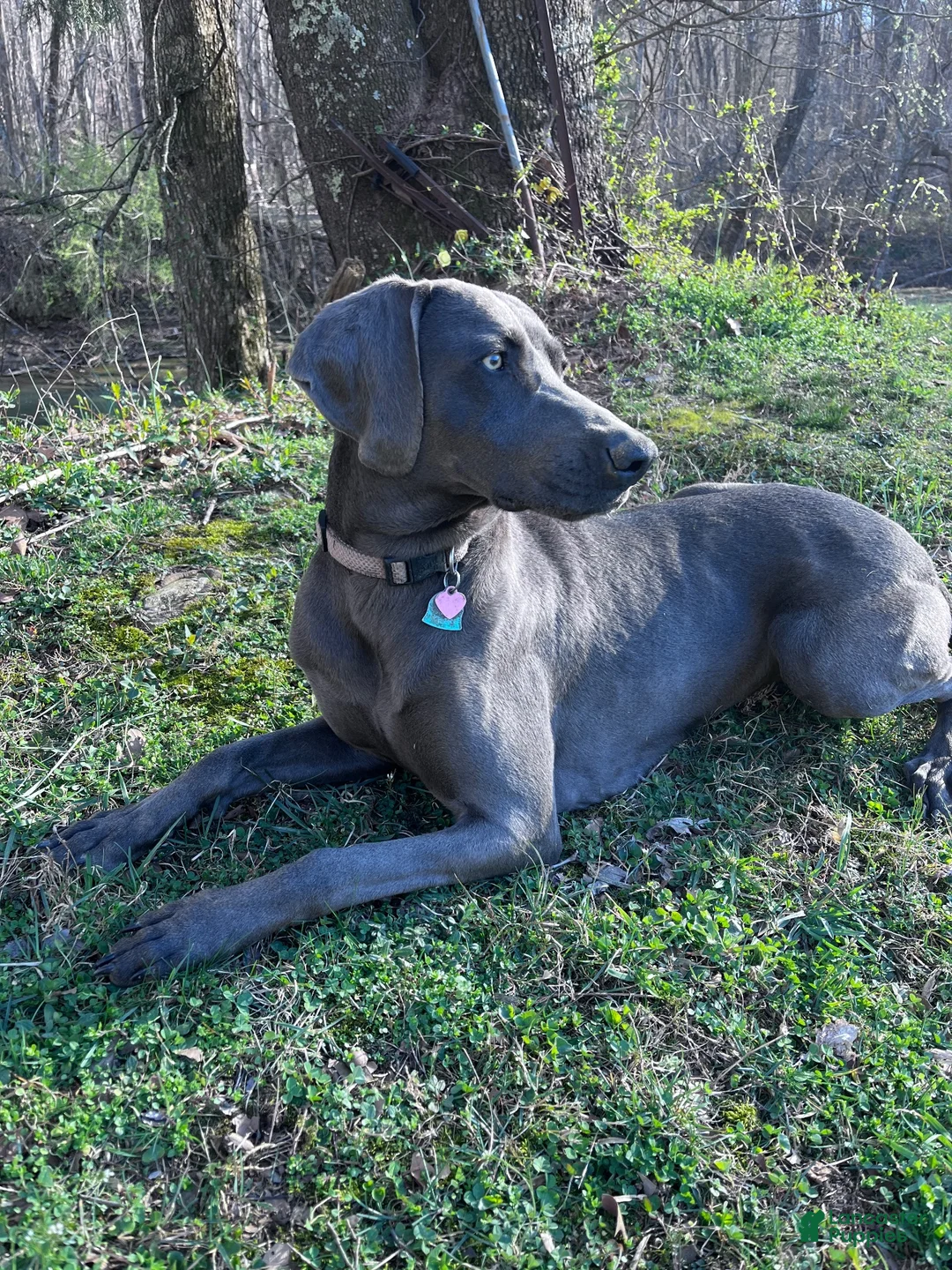 Weimaraner dogs for sale: Weimaraner 7 - Ad 2