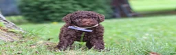 Miniature Poodle dogs for sale: Copper - Ad 1