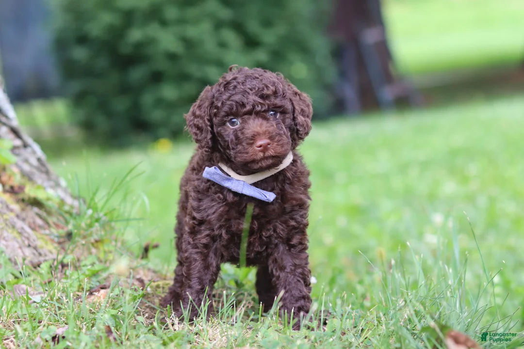 Miniature Poodle dogs for sale: Copper - Ad 1