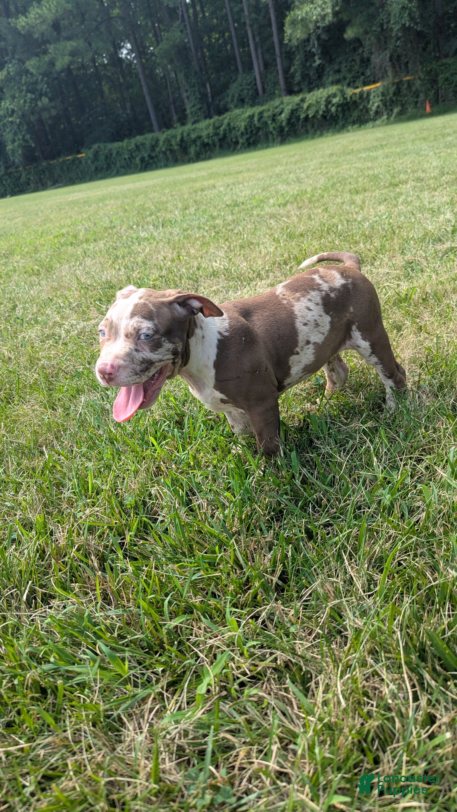 American Bully dogs Polaris - Ad 1