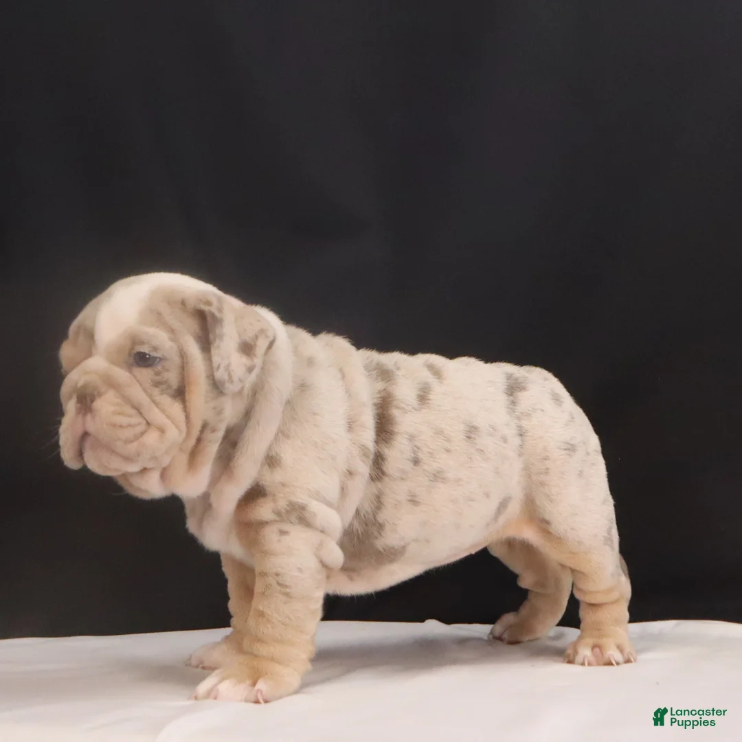 English Bulldog dogs for sale: Tanya - Ad 6