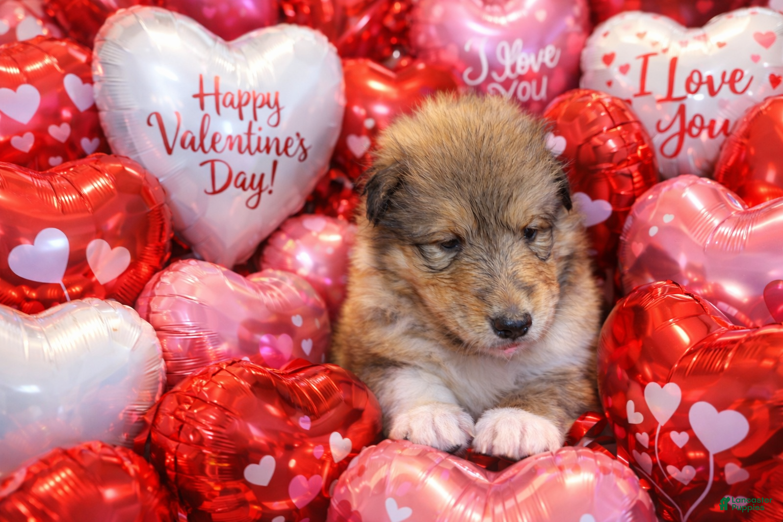 Collie dogs Scott - Ad 2