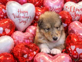 Collie dogs Scott - Ad 2