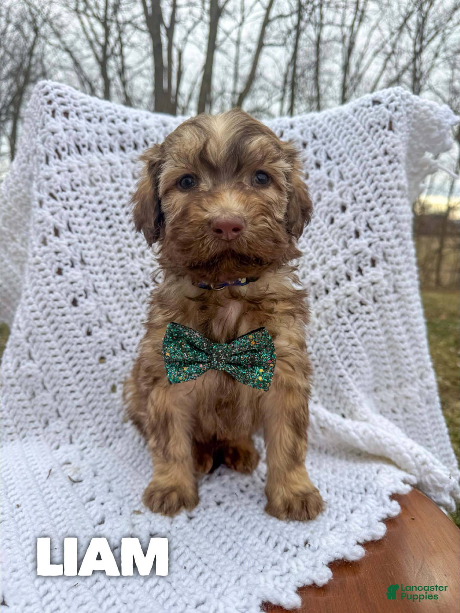 Saint Berdoodles dogs Liam - Standard F1b - Ad 1